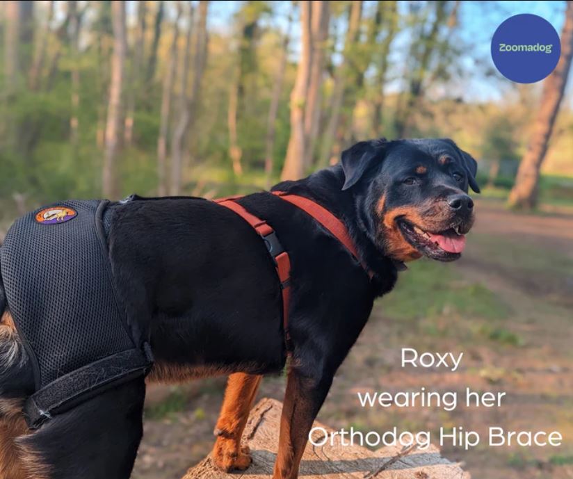 Roxy, with hip dysplasia