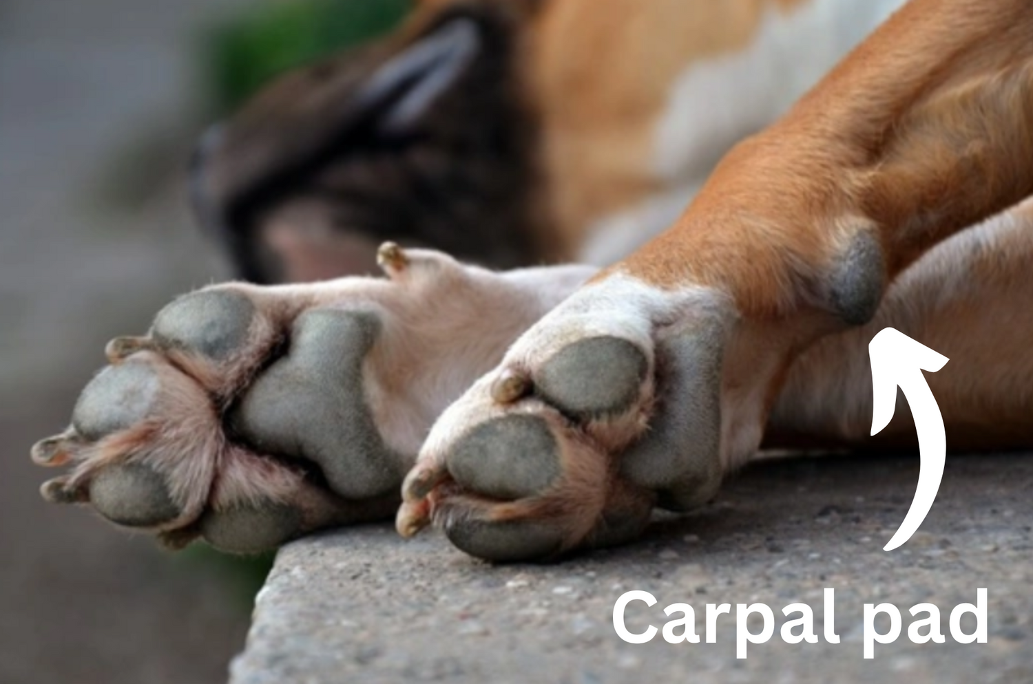 Dog carpal pad cracked outlet