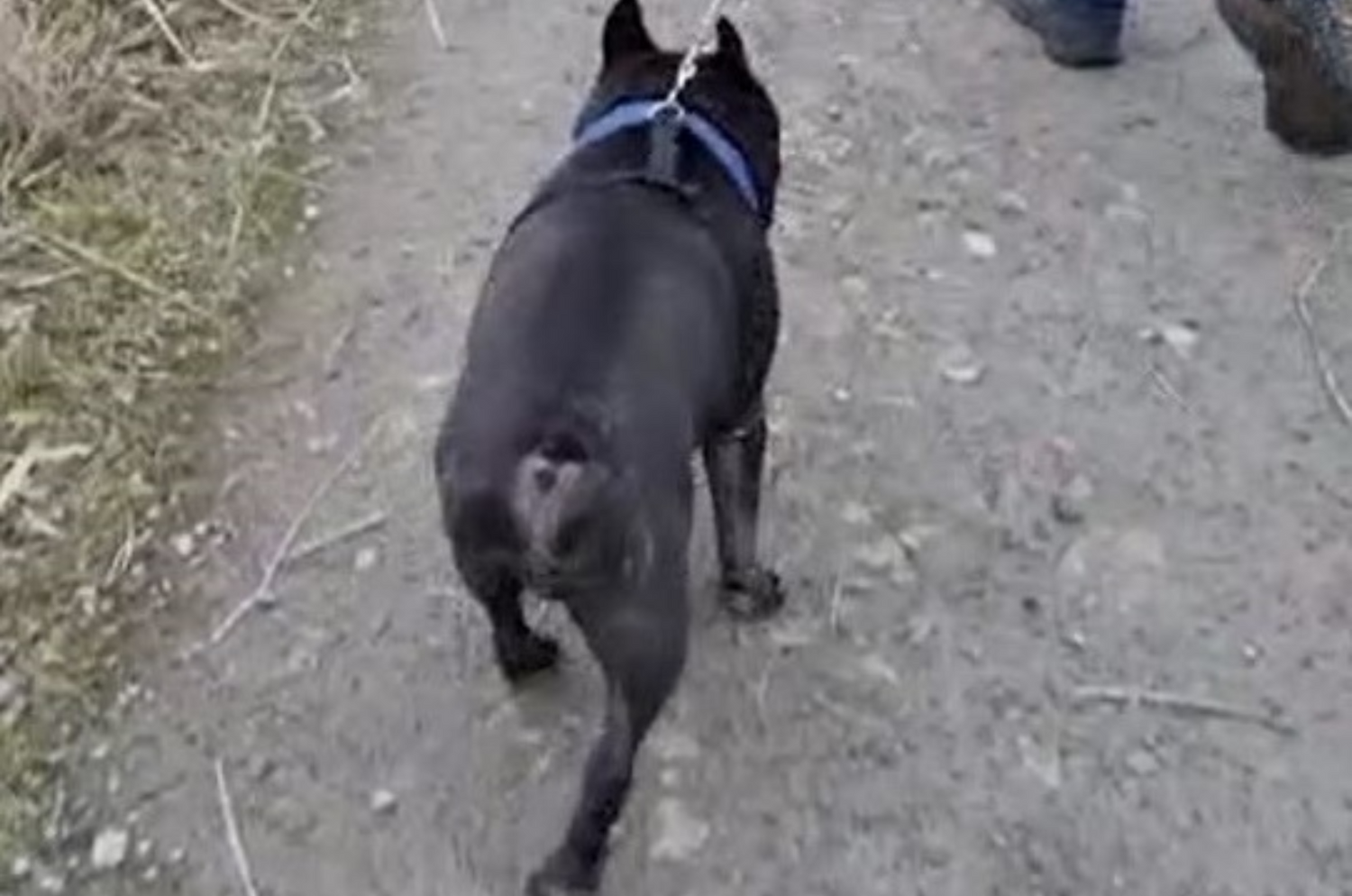 English bulldog hot sale limping back leg