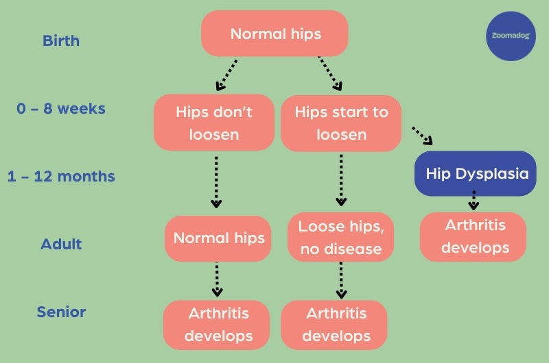 How Does Hip Dysplasia Develop