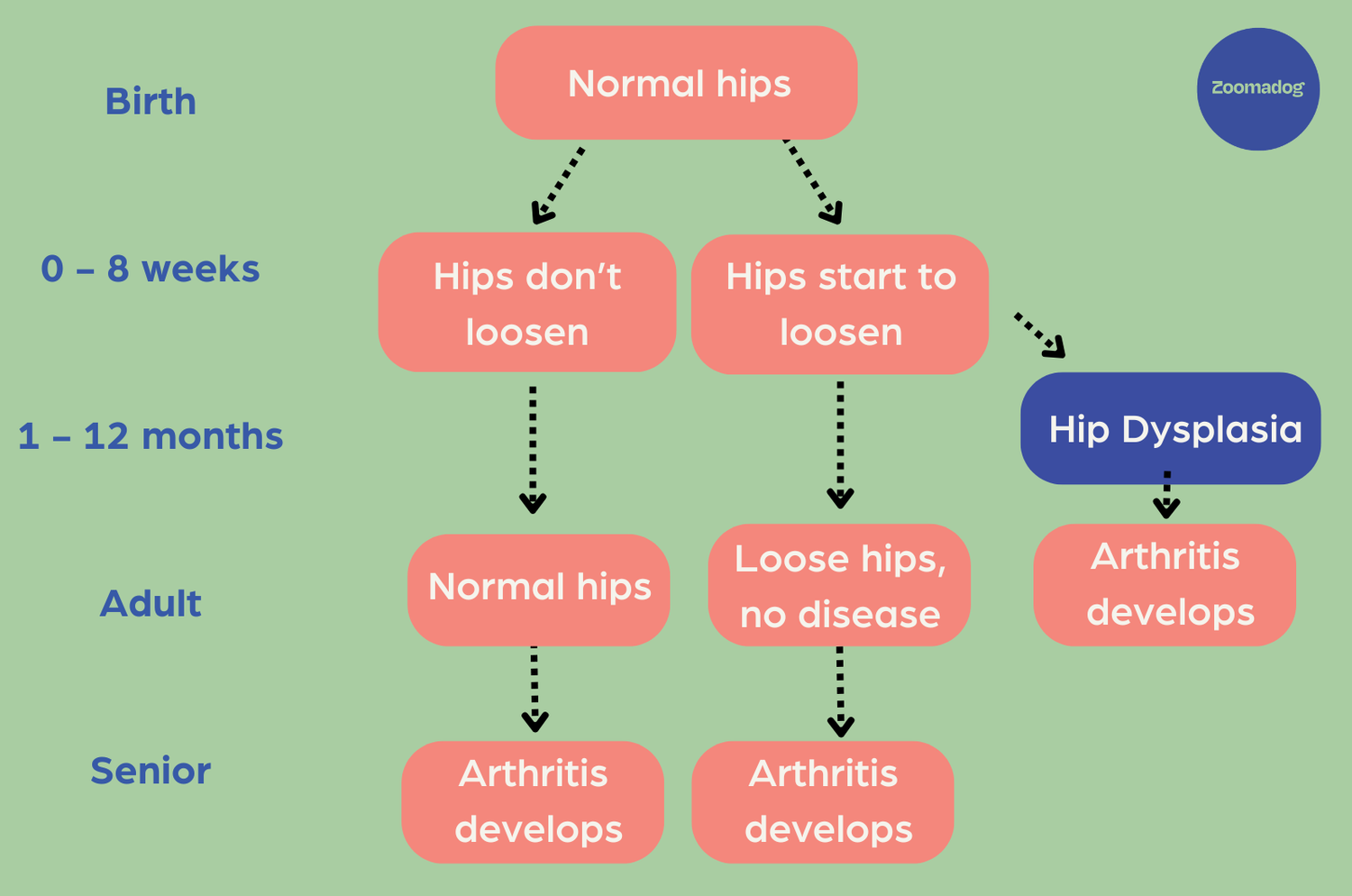 What is Hip Dysplasia