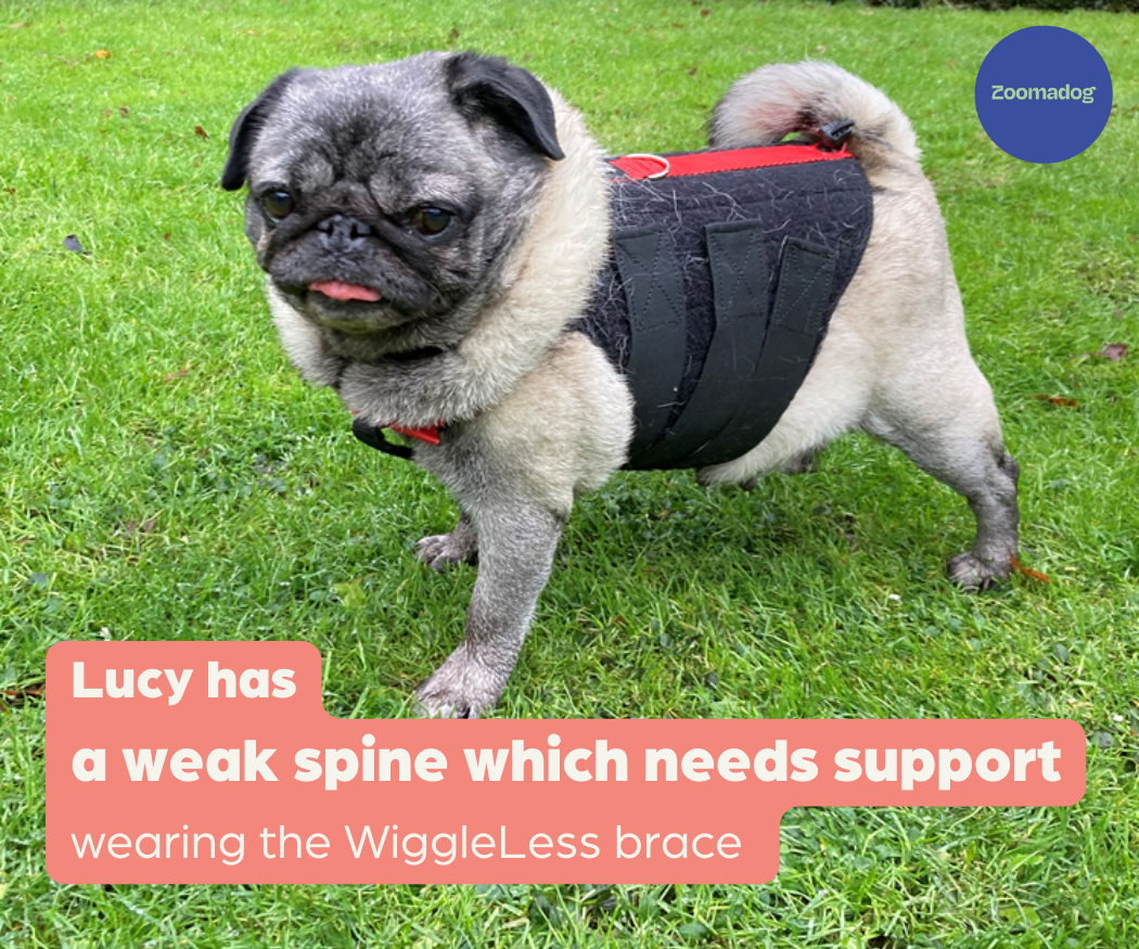 Best Dog Back Braces ZOOMADOG
