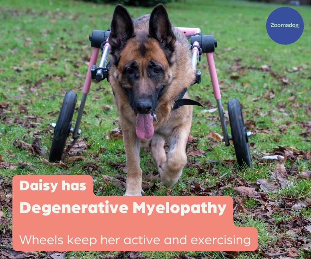 Daisy has Degenerative Myelopathy, so she uses a dog wheelchair