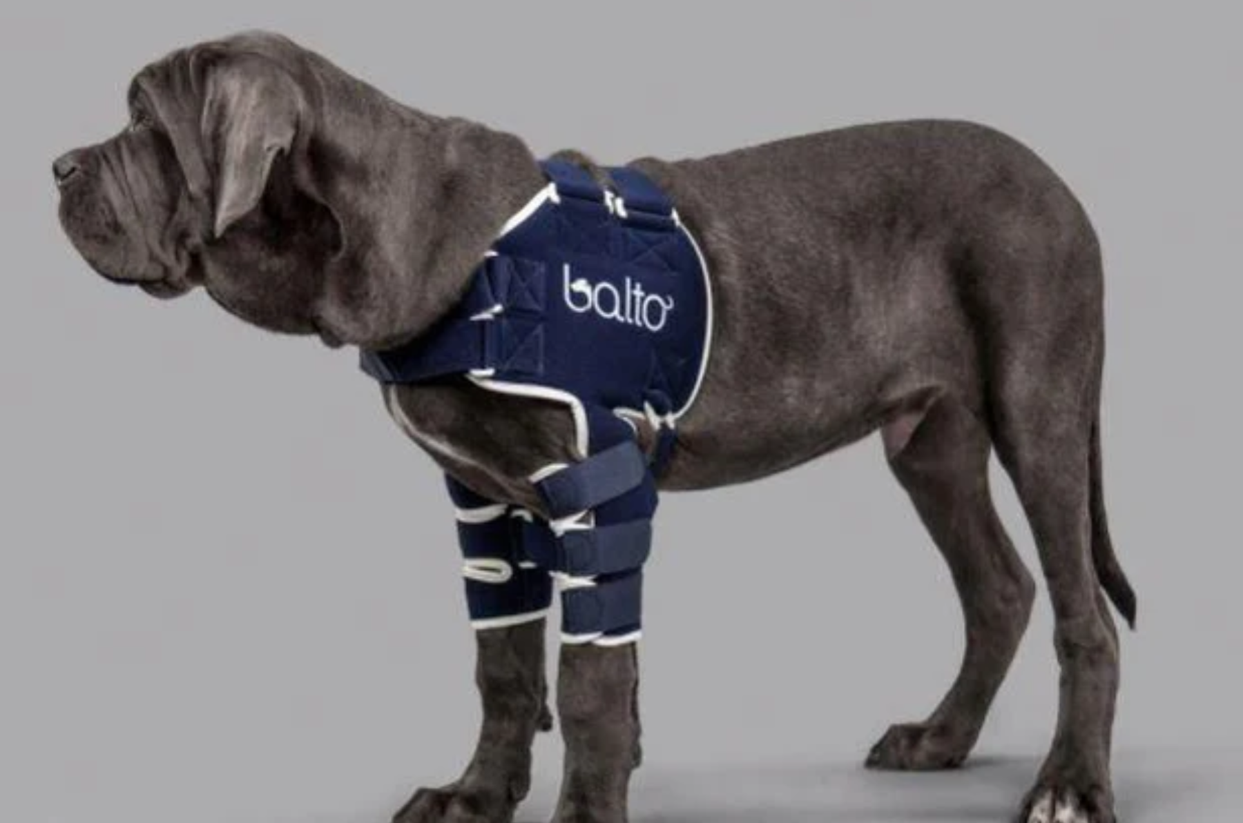 Dog Shoulder Dislocation & Injuries Causes, Prevention and How to He — ZOOMADOG