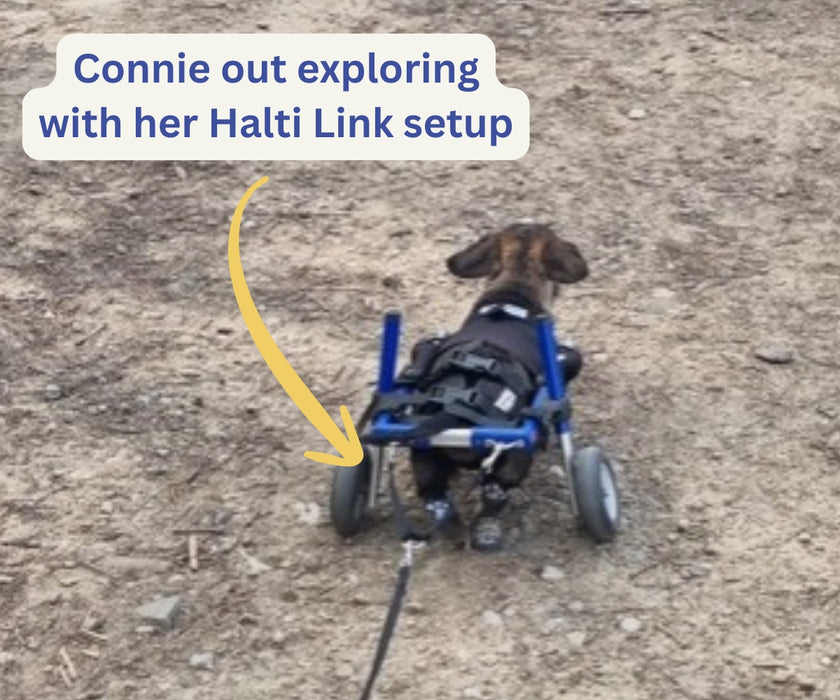 Halti Link for Dog Wheelchairs - Attach Two Halti Links to Help Balance Your Dog Wheelchair (single lead)