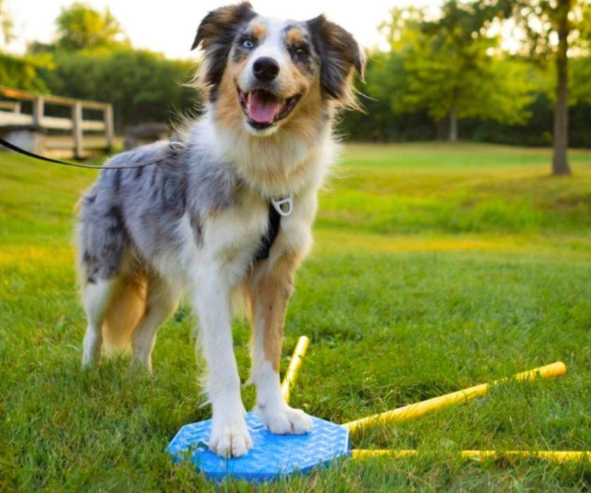 NEW! FitPaws FitKinect 360 - Blocks & Tubes for Building Your Dog's Strength, Balance & Coordination