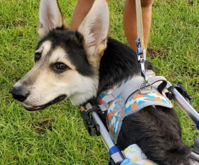 HOT Best Dog Front Pull Harness World's Strongest Dog Harness