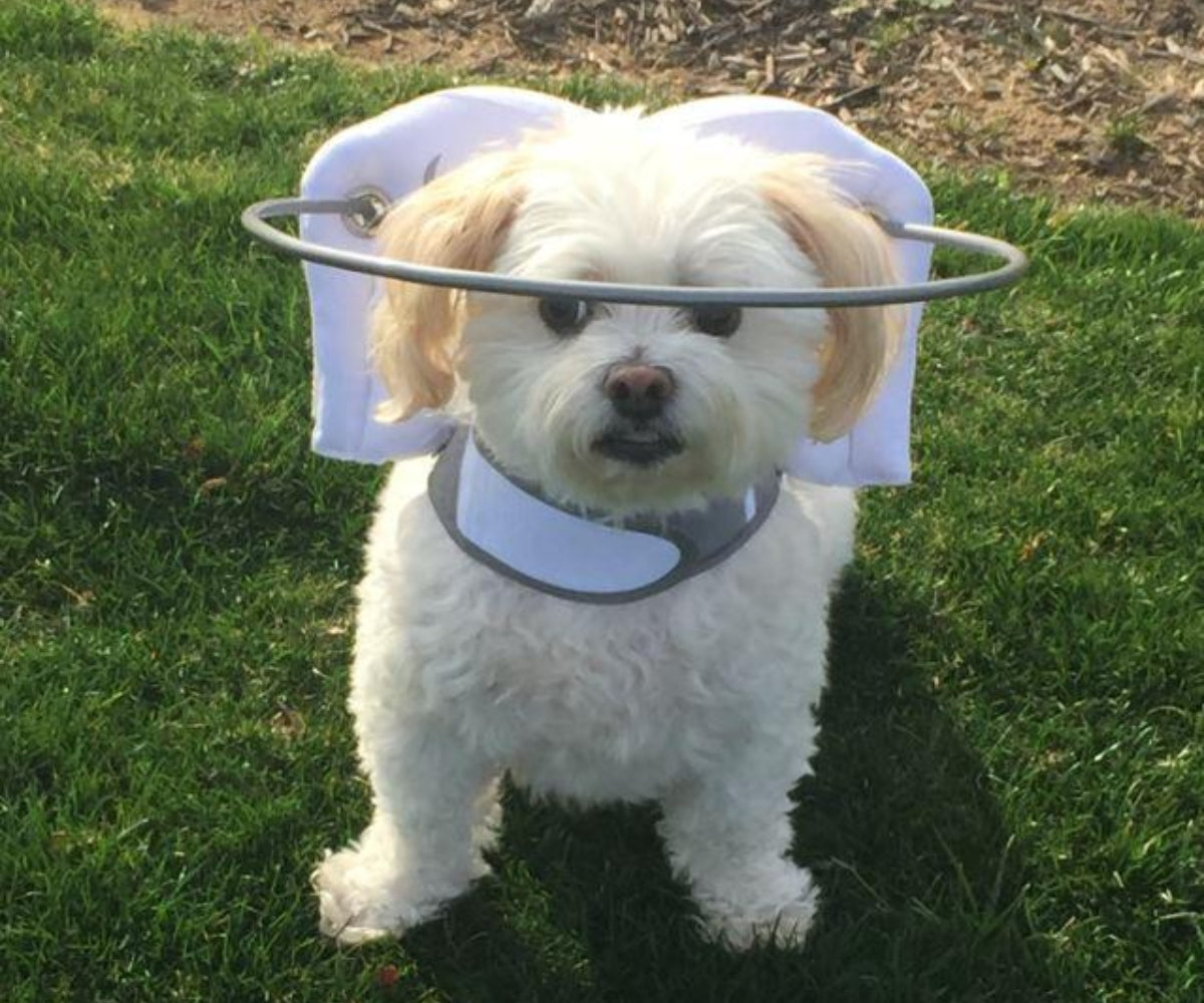 Dog Blindness - Help Your Blind Dog with a Dog Halo or Dog Goggles