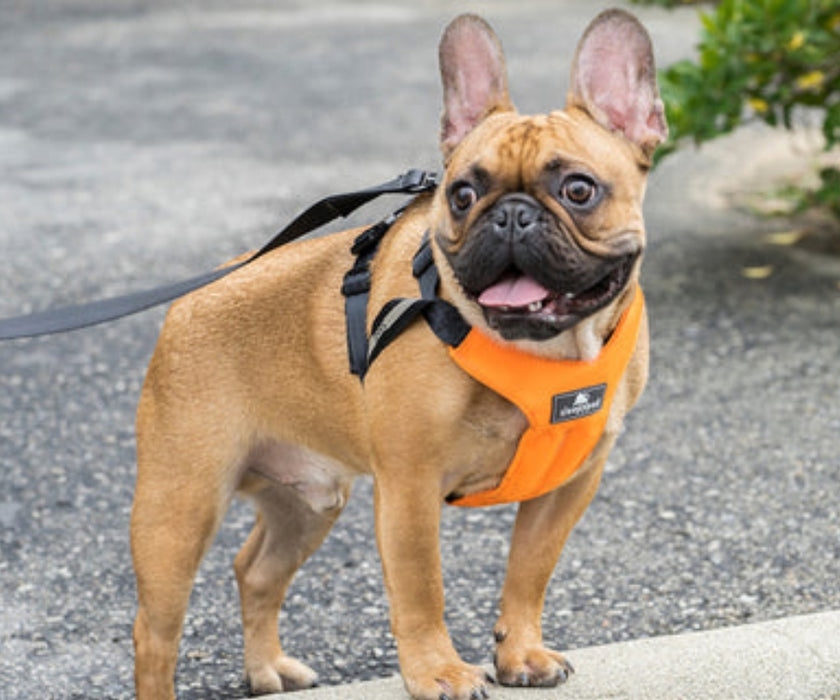 Sleepypod Clickit Sport Plus Dog Travel Harness - Keep Your Dog Safe In and Out Of The Car