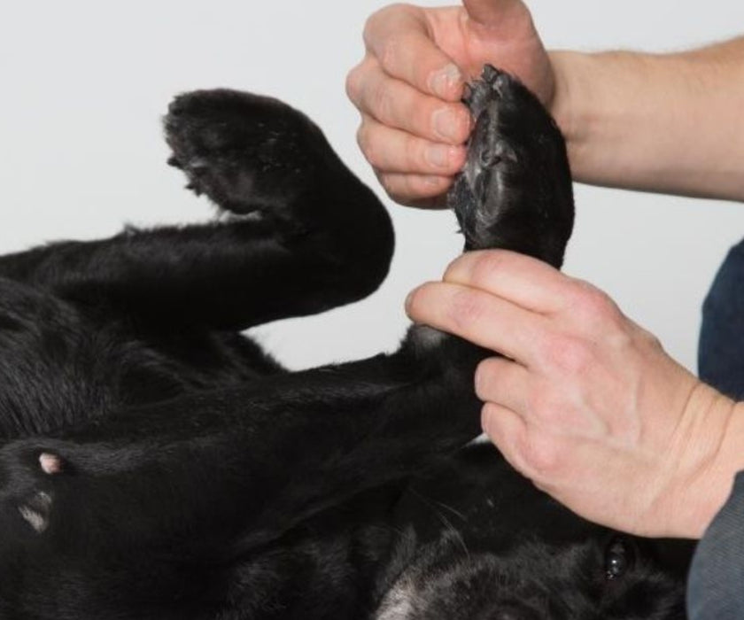 Dorwest Dog Paw and Nose Balm 50ml – 100% Natural Ingredients Moisturiser for Dogs