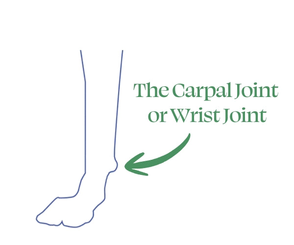 Zoomadog Carpal Splint for Dogs with Memory Foam Padding (firm)