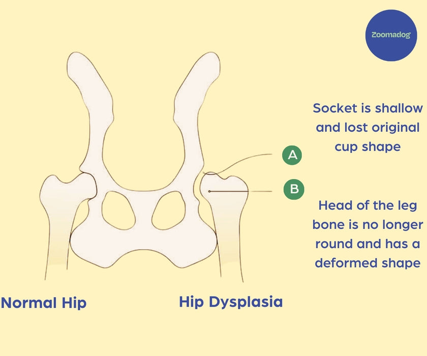 Zoomadog Happy Hips Dog Brace - Excellent for Hip Dysplasia & Hip Weakness