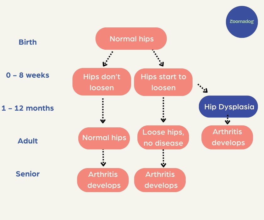 Zoomadog Happy Hips Dog Brace - Excellent for Hip Dysplasia & Hip Weakness
