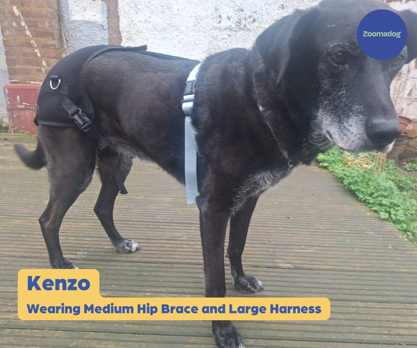 Zoomadog Happy Hips Dog Brace - Excellent for Hip Dysplasia & Hip Weakness