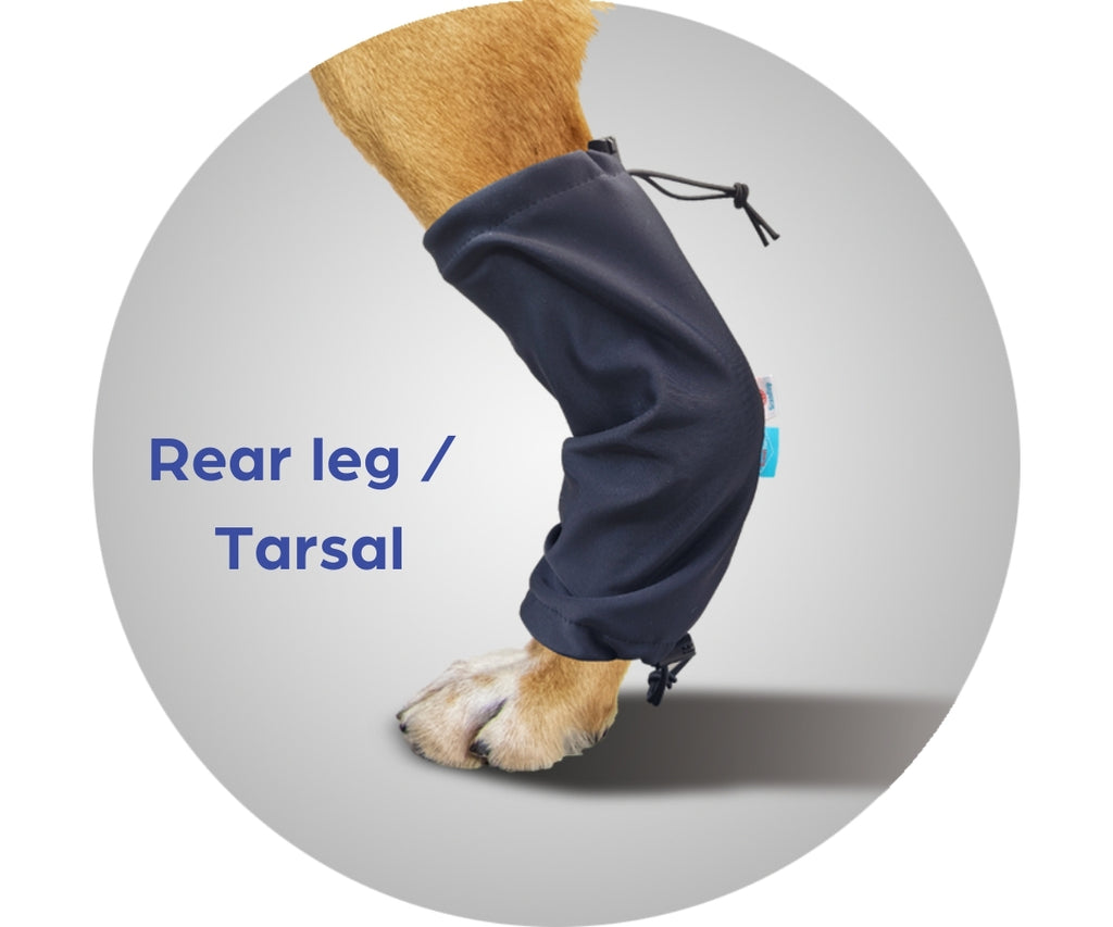 Best Rear Leg Dog Supports, Wraps & Splints — ZOOMADOG