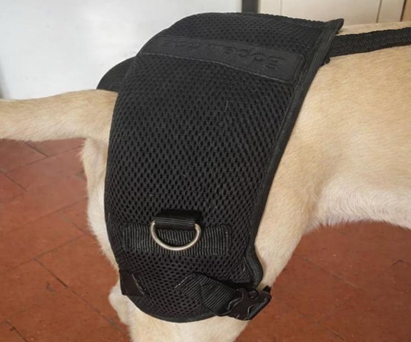 Dog Hip Dysplasia Brace by Zoomadog - Excellent for Hip Dysplasia & Hip Weakness