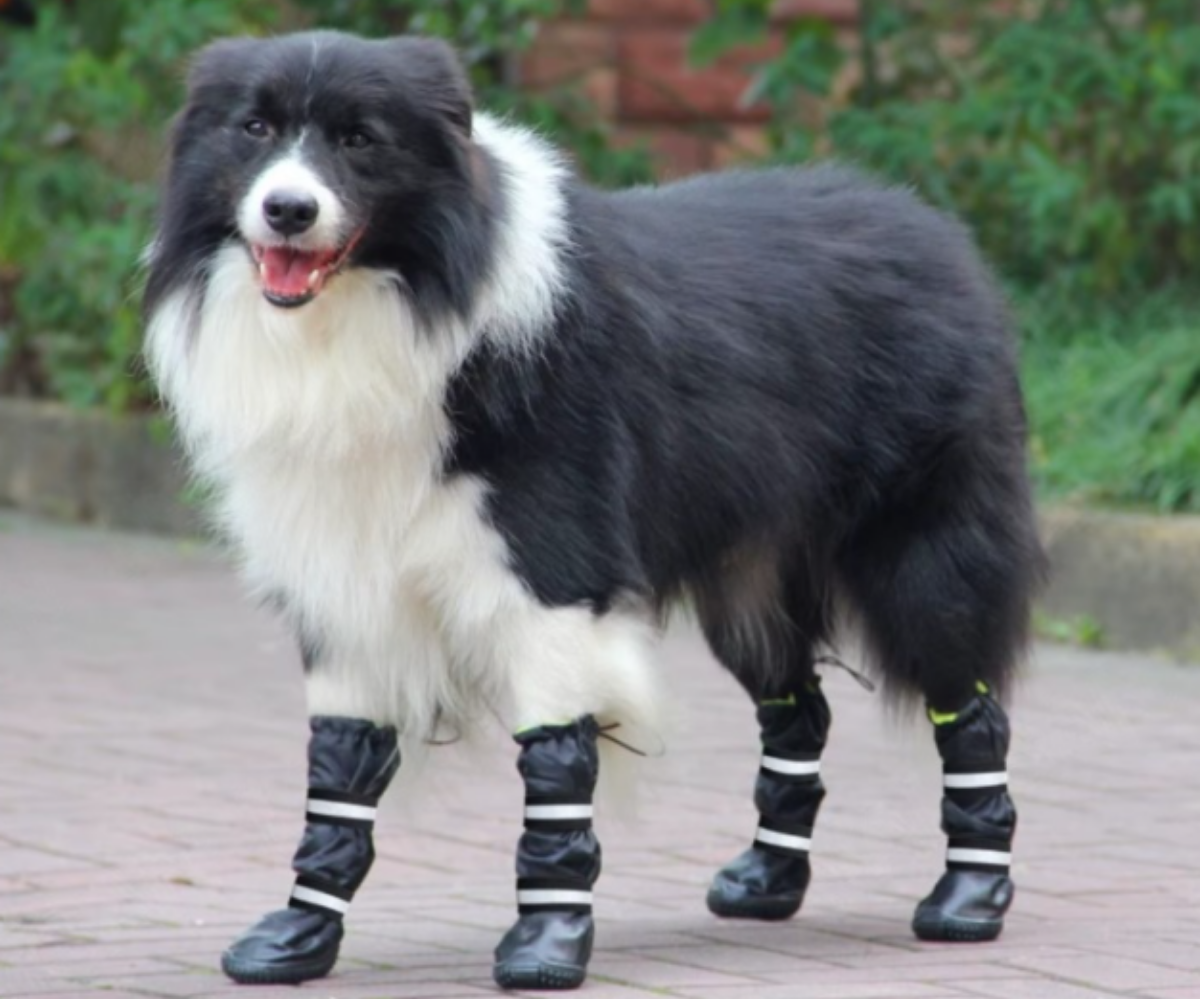Zoomadog Reflective Waterproof Dog Boots - Durable Non-Slip Boots to K ...