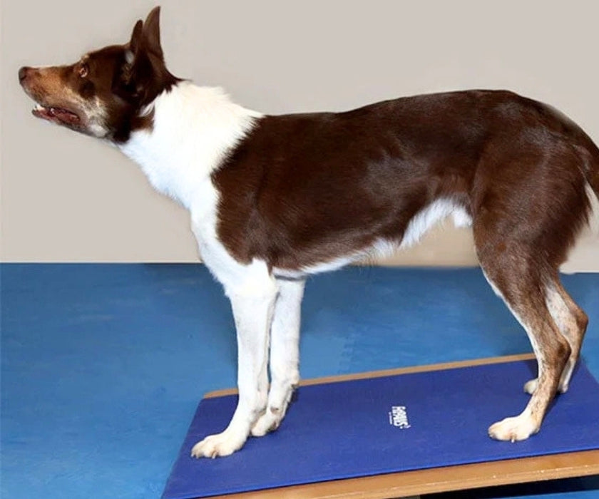 FitPaws Giant Rocker Board 30" x 30"