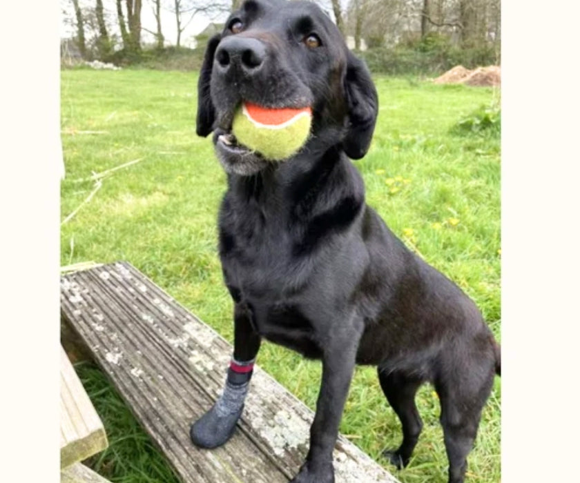 Zoomadog Traction Dog Socks (Indoor & Outdoor Use)