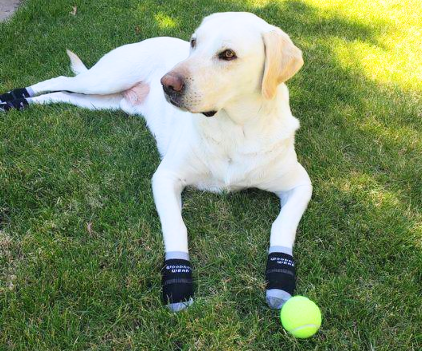 Power Paws Non-Slip Dog Socks (Advanced)