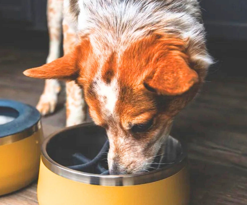 Ruffwear Basecamp Dog Slow Feeder Insert - Pop in Their Bowl. Food Safe Silicone to Slow Down Meal Times & Provide Enrichment