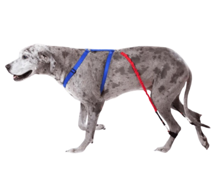 Biko Physio Dog Brace (Nerve Damage or CDRM)