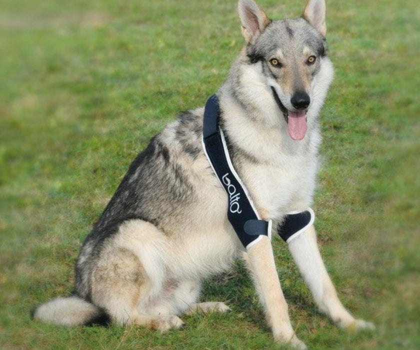 Balto® Soft Double - Support Both Elbows with a Dog Elbow Brace (moderate)