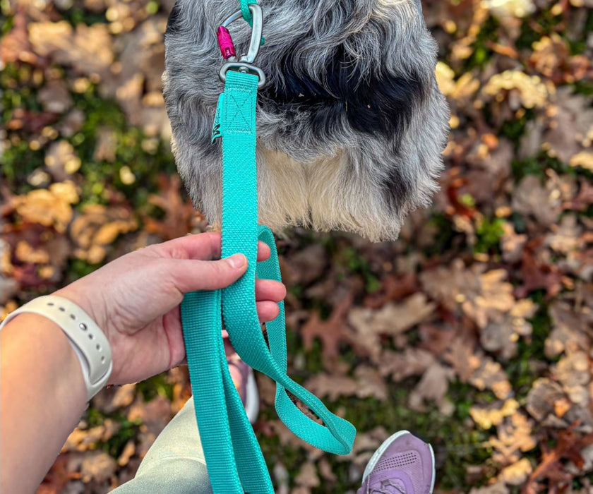 Non-Stop Dogwear Bungee Dog Lead - Reduce Pulling & Sudden Jolts for Comfortable Walks (2m or 2.8m length)