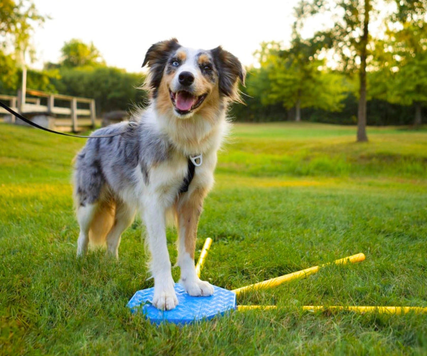 NEW! FitPaws FitKinect 360 Kit for Dogs - Blocks & Tubes for Building Your Dog's Strength, Balance & Coordination