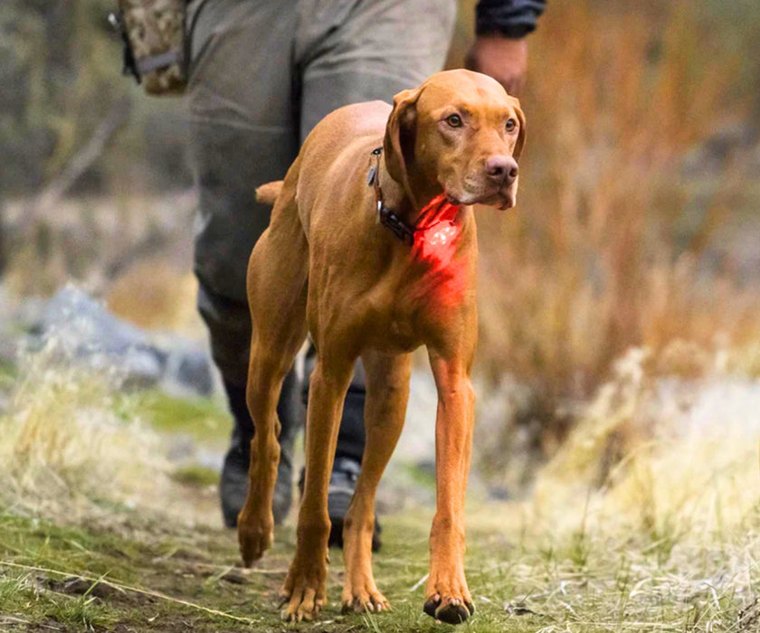 Ruffwear The Beacon Safety Dog Light - Waterproof USB Rechargeable LED Light with Three Colour Modes for Low-Light Visibility