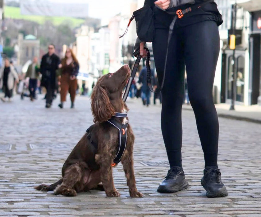 Non-Stop Dogwear Line Harness 5.0 for Dogs - Comfortable Ergonomic Support & Freedom of Movement
