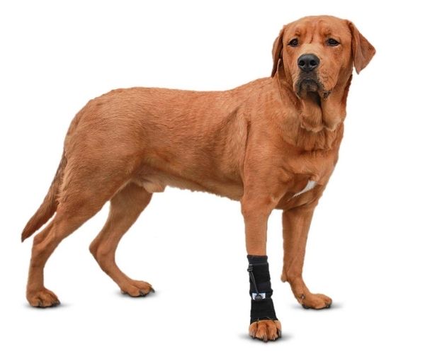 Walkin’ Anti-Knuckling Training Dog Sock (single sock)