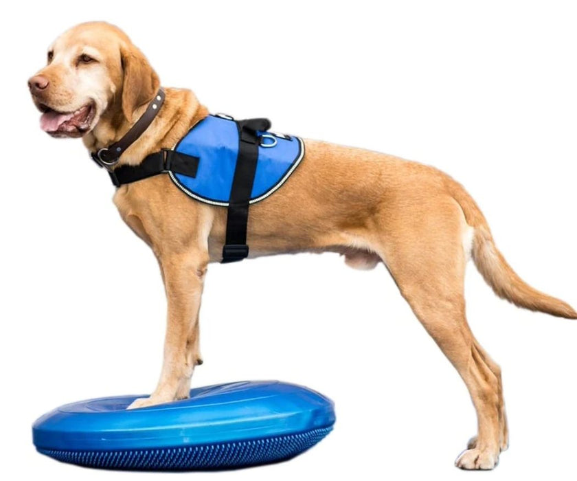 FitPaws Balance Disc 14", 18" or 22" - Blue or Razzleberry