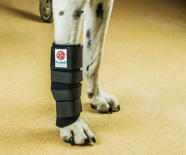 Scandi Orthopedic Dog Carpal Front Splint - Grade 2.5 (moderate)