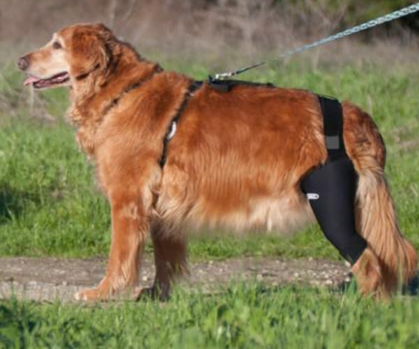 Walkabout Cruciate Dog Knee Brace (knee brace + connecting strap)