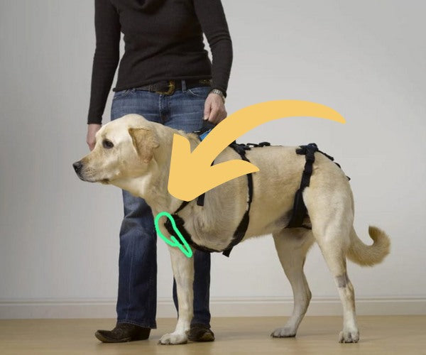 Help Em Up Anti Rotation Device - For Three Legged Dogs - Secure Harness in Place