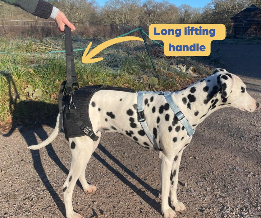 Zoomadog Happy Hips Dog Brace - Excellent for Hip Dysplasia & Hip Weakness