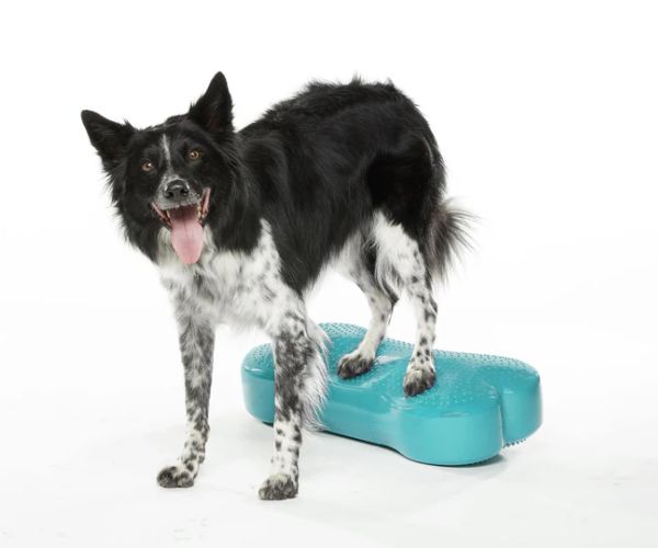 FitPaws Bone Regular - Purple, Orange, Aqua, Razzleberry, Sky Blue or Green