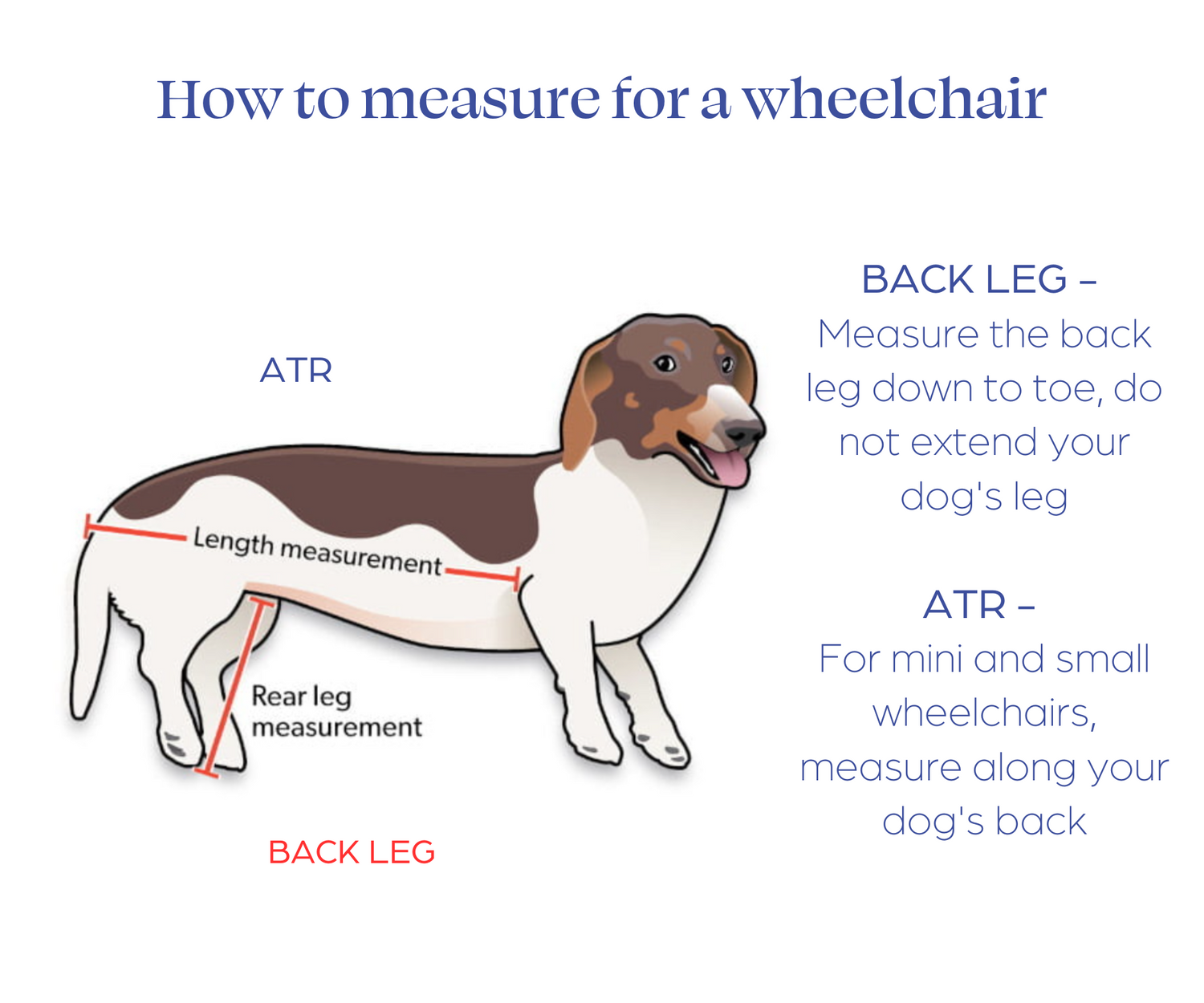 How to Measure the Dachshund Wheelchair