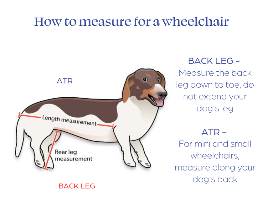 Dachshund Dog Wheelchair UK — ZOOMADOG - Main Image