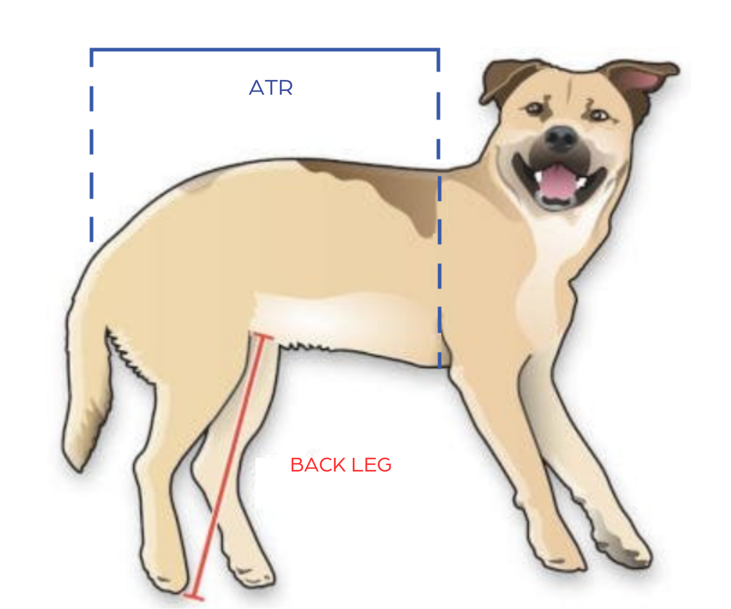 How to Measure the Dog Wheelchair