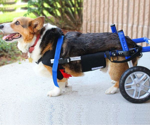 Cockapoo Wheelchair Corgi Dog Wheelchair - Walkin Wheels — ZOOMADOG