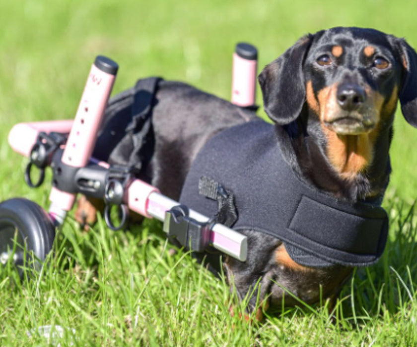 Dachshund Dog Wheelchair UK