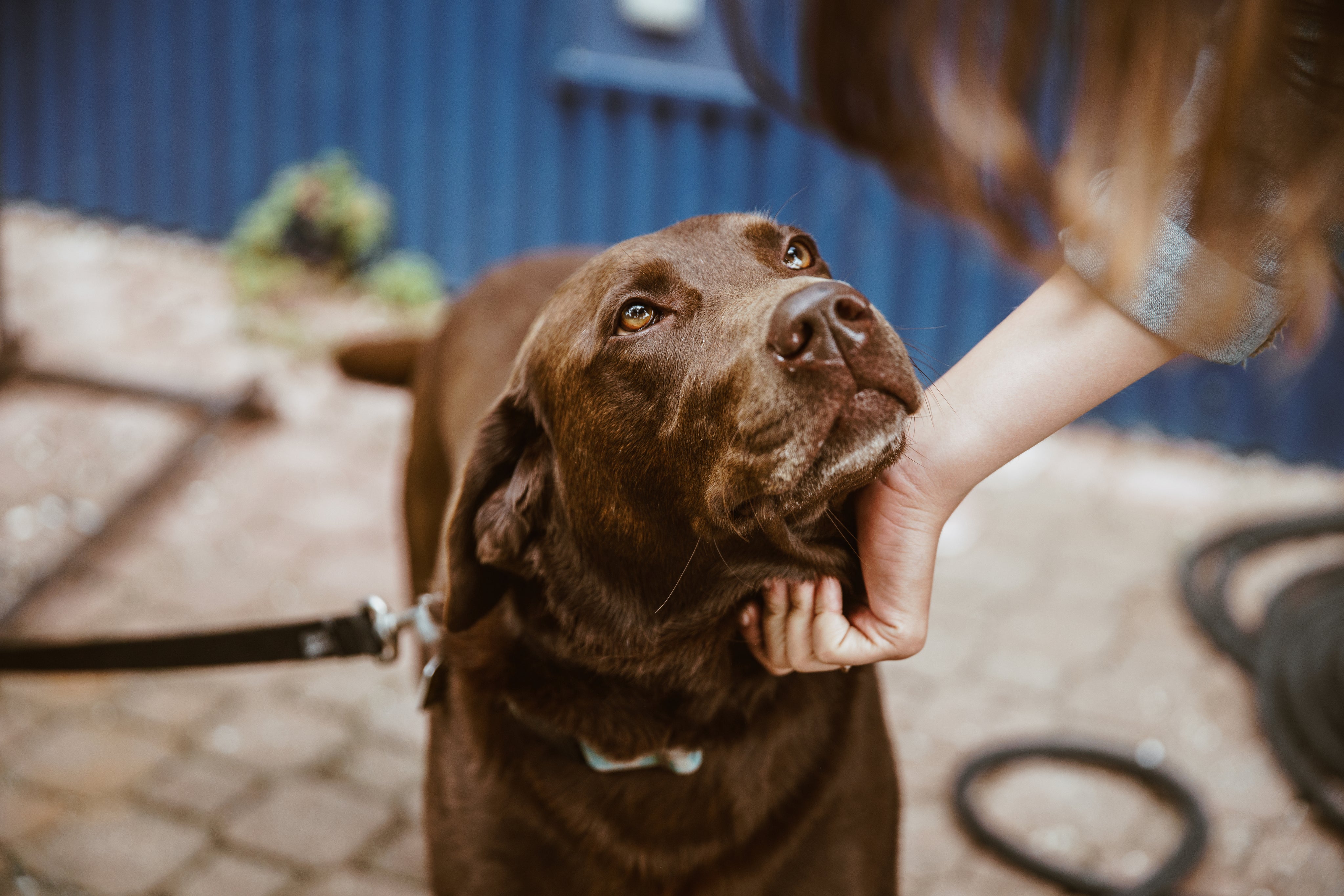 Albie the Dog Suffered a Traumatic IVDD Injury — ZOOMADOG