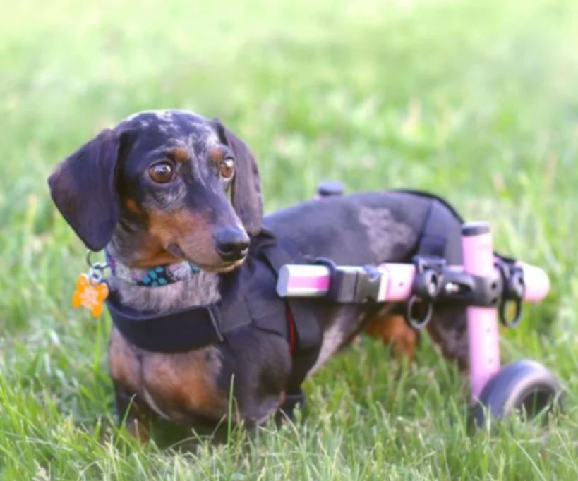 Dachshund Dog Wheelchair