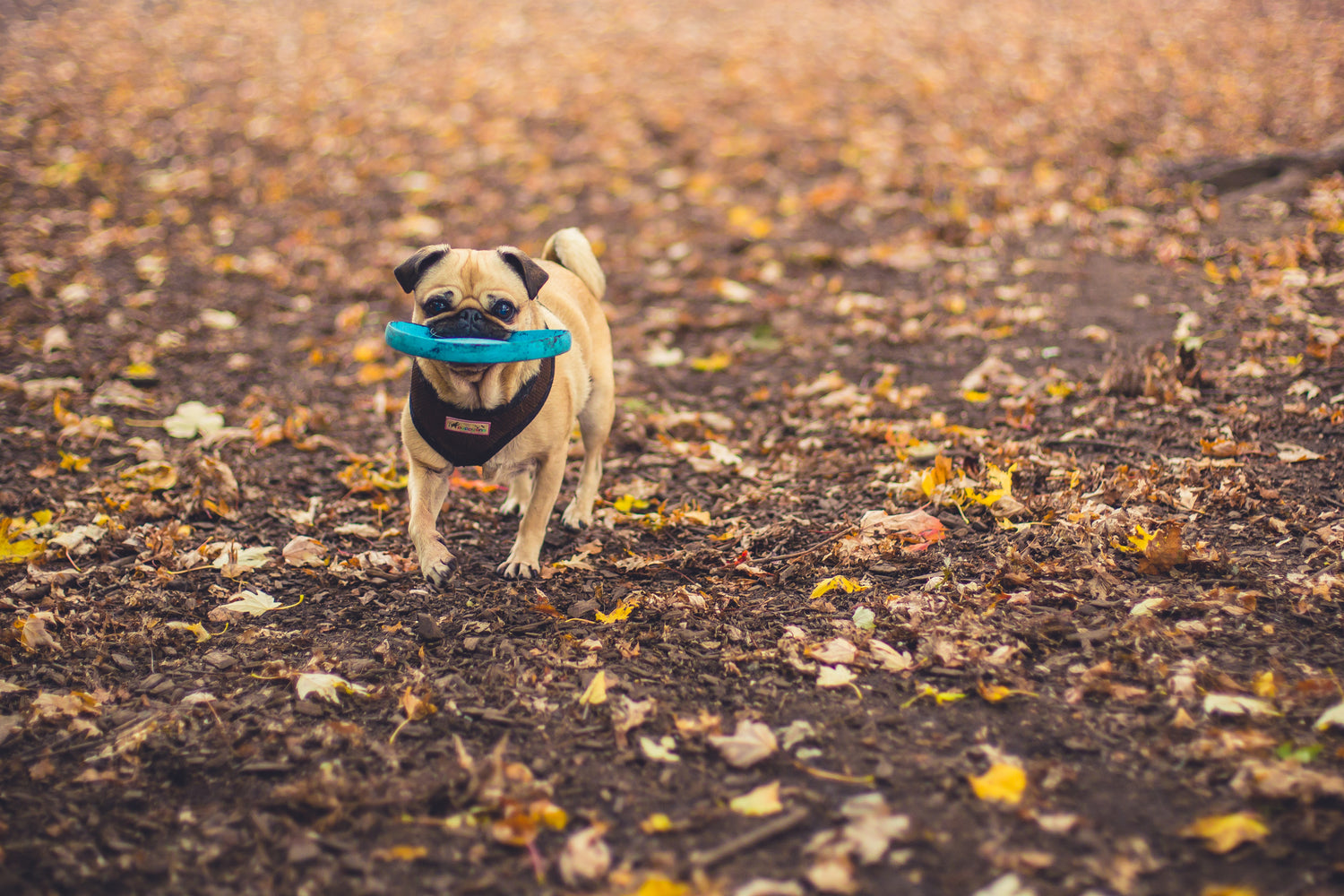 Have you heard about Pug Myelopathy?