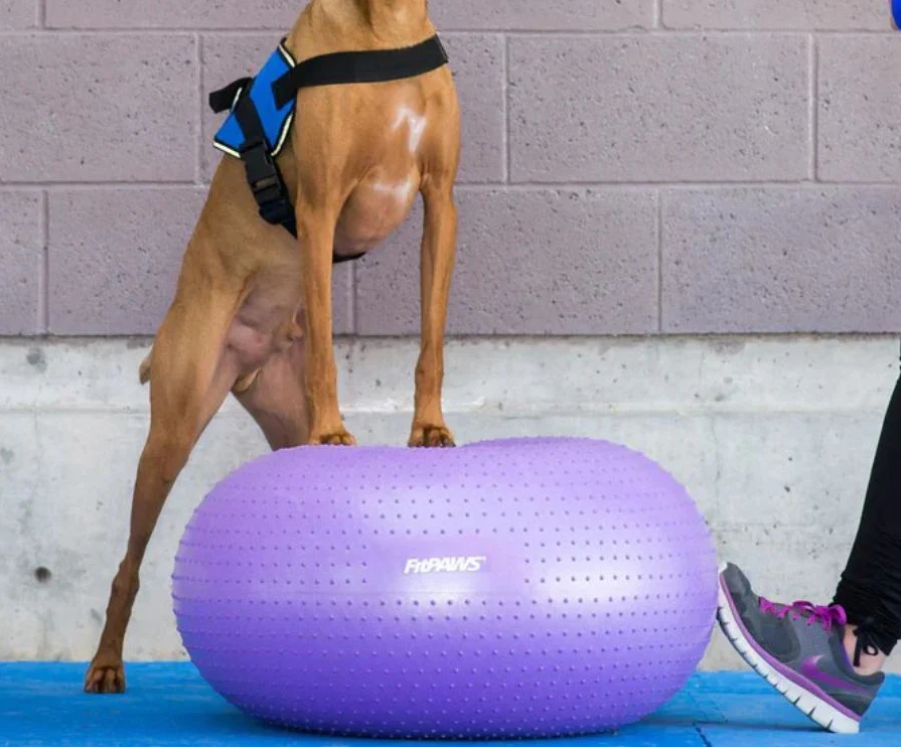 FitPaws Donuts