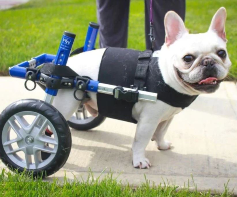 French Bulldog Wheelchairs