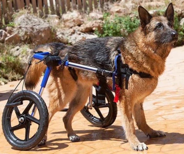 German Shepherd Wheelchairs