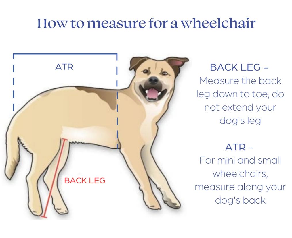 How do I get the right size dog wheelchair?